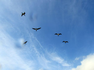 Чайки над островом Хамбели.