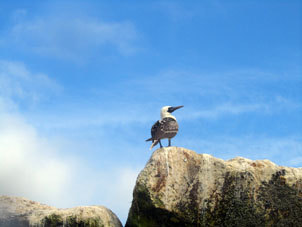 Чайка на волноломе на острове Хамбели.