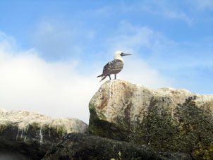 Чайка на волноломе на острове Хамбели.