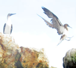 Чайки на волноломе на острове Хамбели.