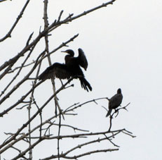 Баклан на ветке манглара напоминает орла с австрийского герба.