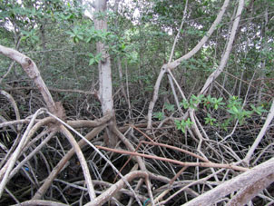 Внутри мангрового леса. Дальше по корням я не пошёл, потому что гниющий ил пах сероводородом.