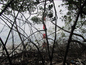 Вид на море и маяк из мангрового леса.