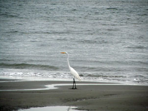 Большая белая цапля на морском берегу.