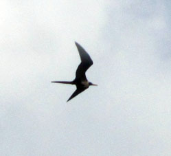 Летящий альбатрос.