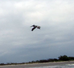 Летящий пеликан.