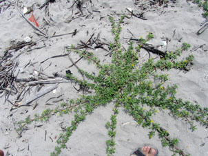Другое растение укореняется на песке и захватывает территорию.