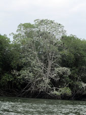 Мангровое дерево, на котором заседают бакланы, выделяется по цвету.
