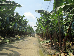 Грунтовая дорога среди банановых посадок.
