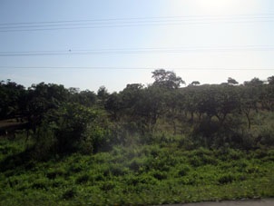 Посадки манговых деревьев вдоль дороги.
