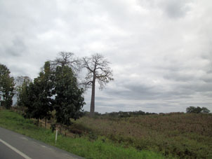 Кукурузные поля вдоль дороги.