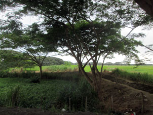 Рисовые поля провинции Эль Оро.
