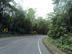 Дорога среди бамбукового леса.