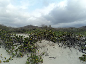 Растительность на берегу на пляже Лос Фрайлес в заповеднике Мачалилья.