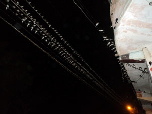 Птицы устроились на ночь в городке Пуэрто-Лопес.