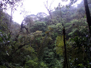 А далее - Амазонские джунгли: горные влажно-тропические леса.
