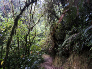 Влажно-тропический дождевой лес в национальном парке Подокарпус в провинции Самора Чинчипе.