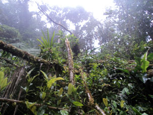 Амазонские джунгли: горные влажно-тропические леса.