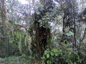 Амазонские джунгли: горные влажно-тропические леса.