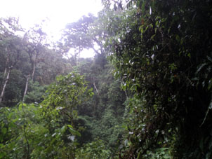 Горный влажно-тропический лес.