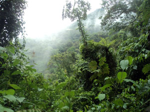 Горный влажно-тропический лес.
