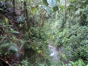 Ручей в горном тропическом дождевом лесу.
