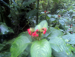 Цветы тропического леса.