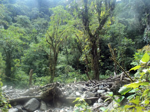 Ручей в горном тропическом дождевом лесу.