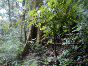 Горный тропический дождевой лес.