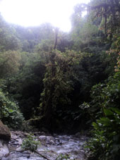 Горный ручей в тропическом дождевом лесу.