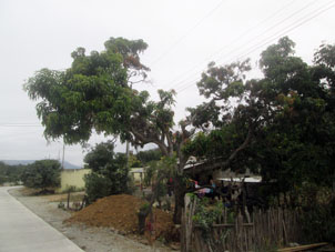 Манговое дерево в посёлке Пуянго.