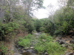 Ручей заповедного леса Пуянго.