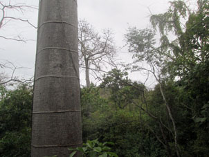 Дерево петрино в заповеднике Пуянго.