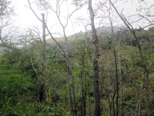 Вид с горы на заповедный лес.