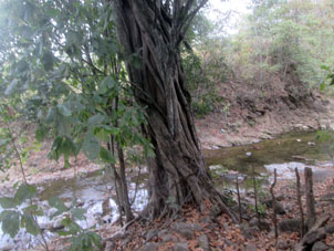 Многоствольное дерево у ручья.