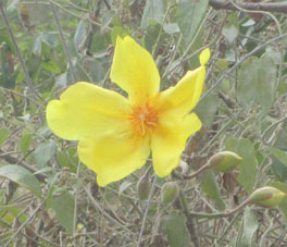 Жёлтый цветок крупным планом.