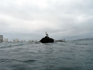 Пеликан на рифе, возле которого я плавал.