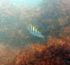 Тихоокеанская тропическая рыбка.