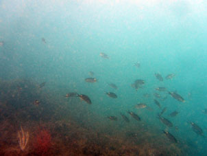 Косяк рыбок в Тихом океане.