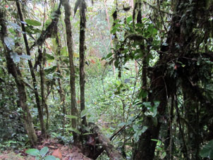 Растительность национального парка Подокарпус.