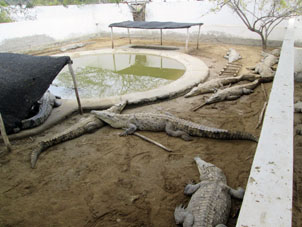 Крокодилы в питомнике.
