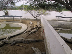 Крокодилы в питомнике.