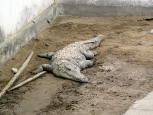 Крокодил в питомнике.