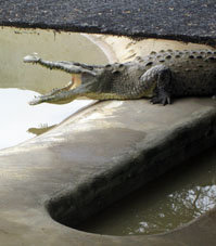 Крокодил в питомнике.