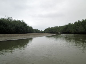 Протока выводящая от Крокодилова острова к Пуэрто-Писарро.