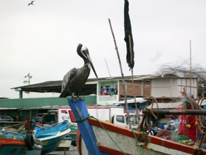 Пеликан в рыбацкой бухте.