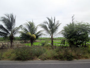 Рисовое поле по дороге в Пуэрто-Писарро.