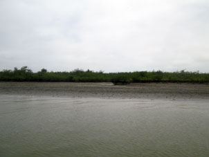 А это молодая мангровая поросль в зоне хозяйственной деятельности человека. Здесь местные ловят крабов и собирают моллюсков (чёрные раковины).