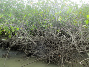 А это молодая мангровая поросль в зоне хозяйственной деятельности человека.