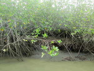 А это молодая мангровая поросль в зоне хозяйственной деятельности человека.